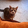 Léo participe au concours pour gagner de l'argent avec cette photo : cat, tabby_cat, carpet, cardboard_box, soccer_ball, yellow_ball, real_madrid, indoor, pet, animal, curious, looking_up, feline, collar, orange_blanket, floor, home, cozy, playful, domestic