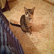 Léo participe au concours pour gagner de l'argent avec cette photo : cat, tabby, indoor, floor, tile, pet, animal, collar, bell, shadow, curious, sitting, feline, fur, whiskers, ears, home, blanket, wall, cabinet