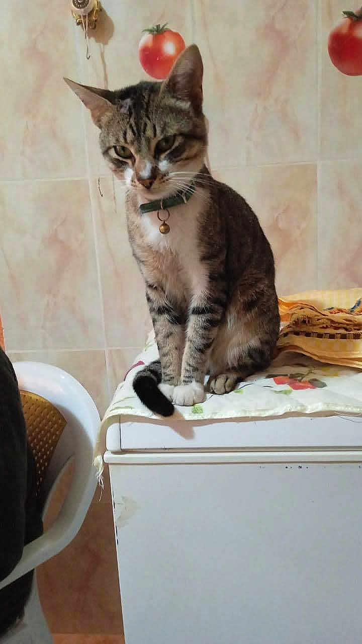 Léo