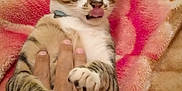 Léo a rejoint le concours — aidez-le/la à gagner de superbes lots ! cat, paw, hand, tongue, blanket, striped, playful, cute, pet, animal, feline, domestic, fur, claws, holding, closeup, indoor, resting, muzzle, whiskers