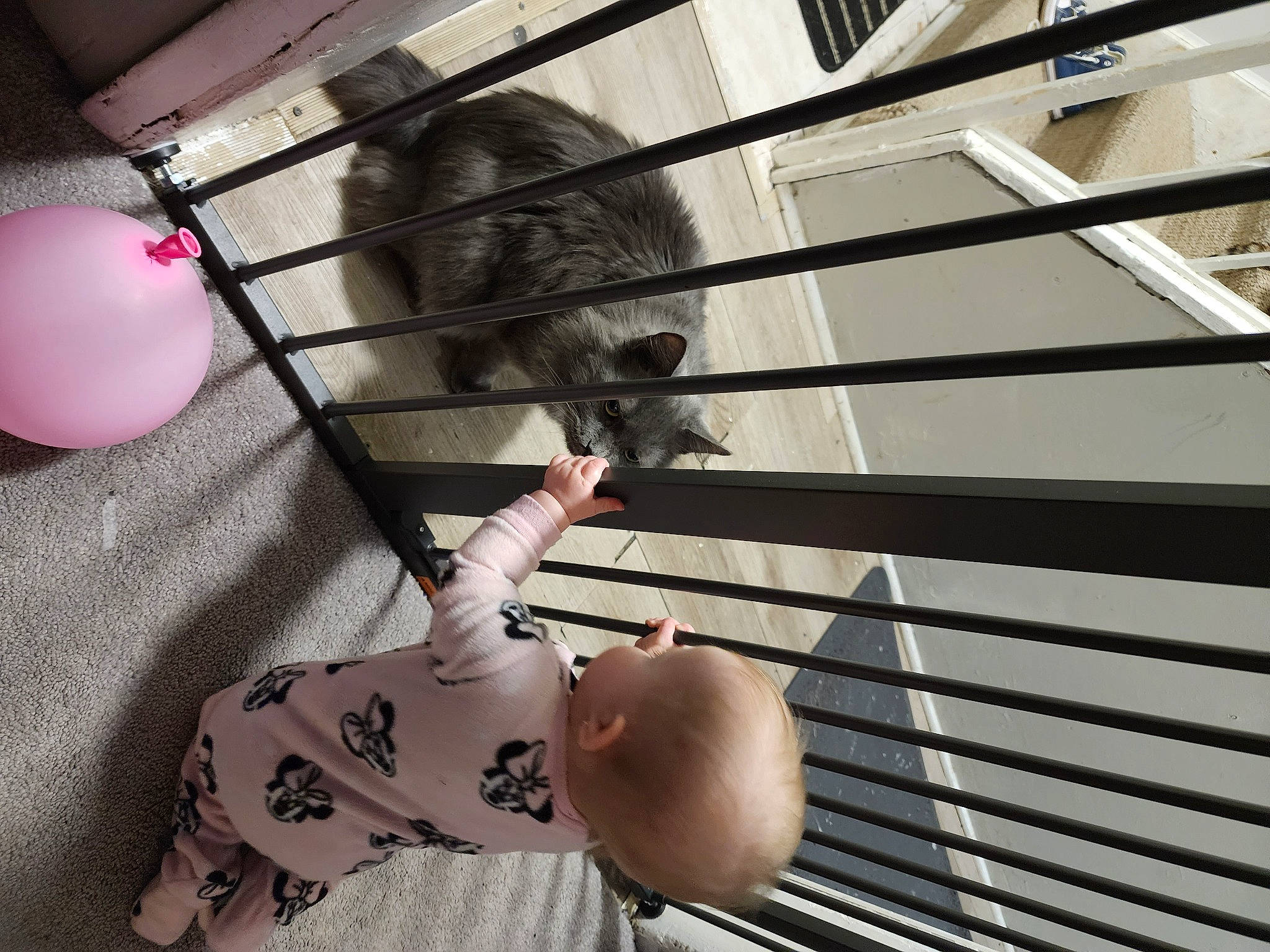 Phatty joined the competition — help win amazing prizes! child, comfort, flooring, foot, fun, fur, hair, handrail, metal, pattern, photograph, room, snapshot, stairs, tail, toddler, toy, wood