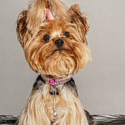 Kelly a rejoint le concours — aidez-le/la à gagner de superbes lots ! dog, yorkshire_terrier, small_dog, long_hair, brown_fur, tan_fur, groomed, bow, collar, leash, portrait, sitting, indoors, blanket, patterned_background, pet, cute, fluffy, centered_composition, animal_photography