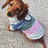 Roxy joined the competition — help win amazing prizes! animal, brown_dog, concrete, cozy, cute, dachshund, dog, ears, fur, knitted_sweater, looking_up, outdoor, pet, portrait, puppy, small_dog, striped_sweater, tail, wearing_clothes, young_dog