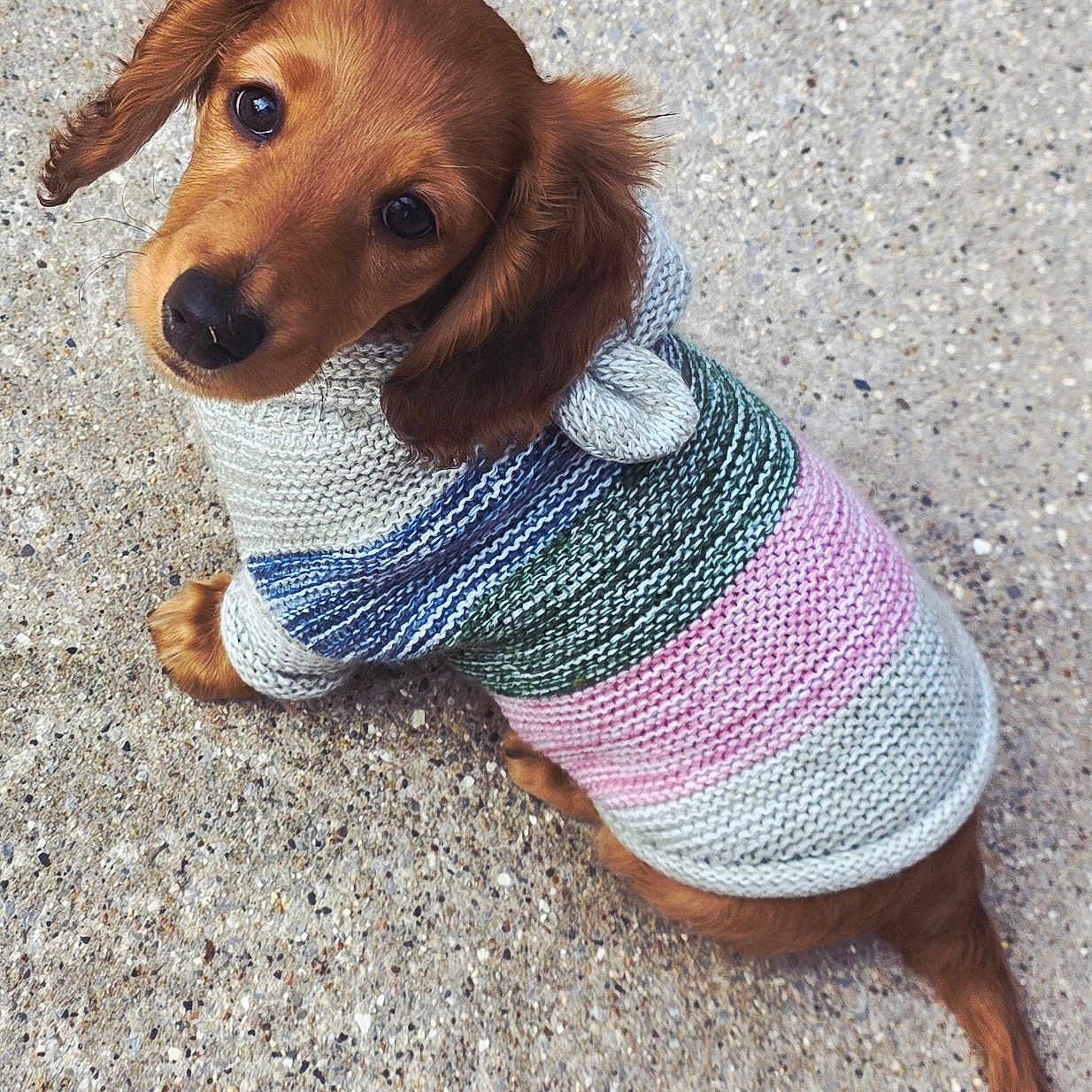 Roxy joined the competition — help win amazing prizes! animal, brown_dog, concrete, cozy, cute, dachshund, dog, ears, fur, knitted_sweater, looking_up, outdoor, pet, portrait, puppy, small_dog, striped_sweater, tail, wearing_clothes, young_dog
