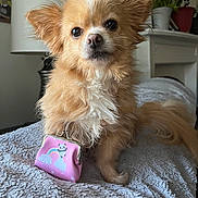 Kira joined the competition — help win amazing prizes! dog, small_dog, fluffy, brown_dog, white_chest, purse, pink_purse, panda_design, rainbow, blanket, bed, lamp, plant, indoor, cozy, pet, cute, fur, tail, portrait