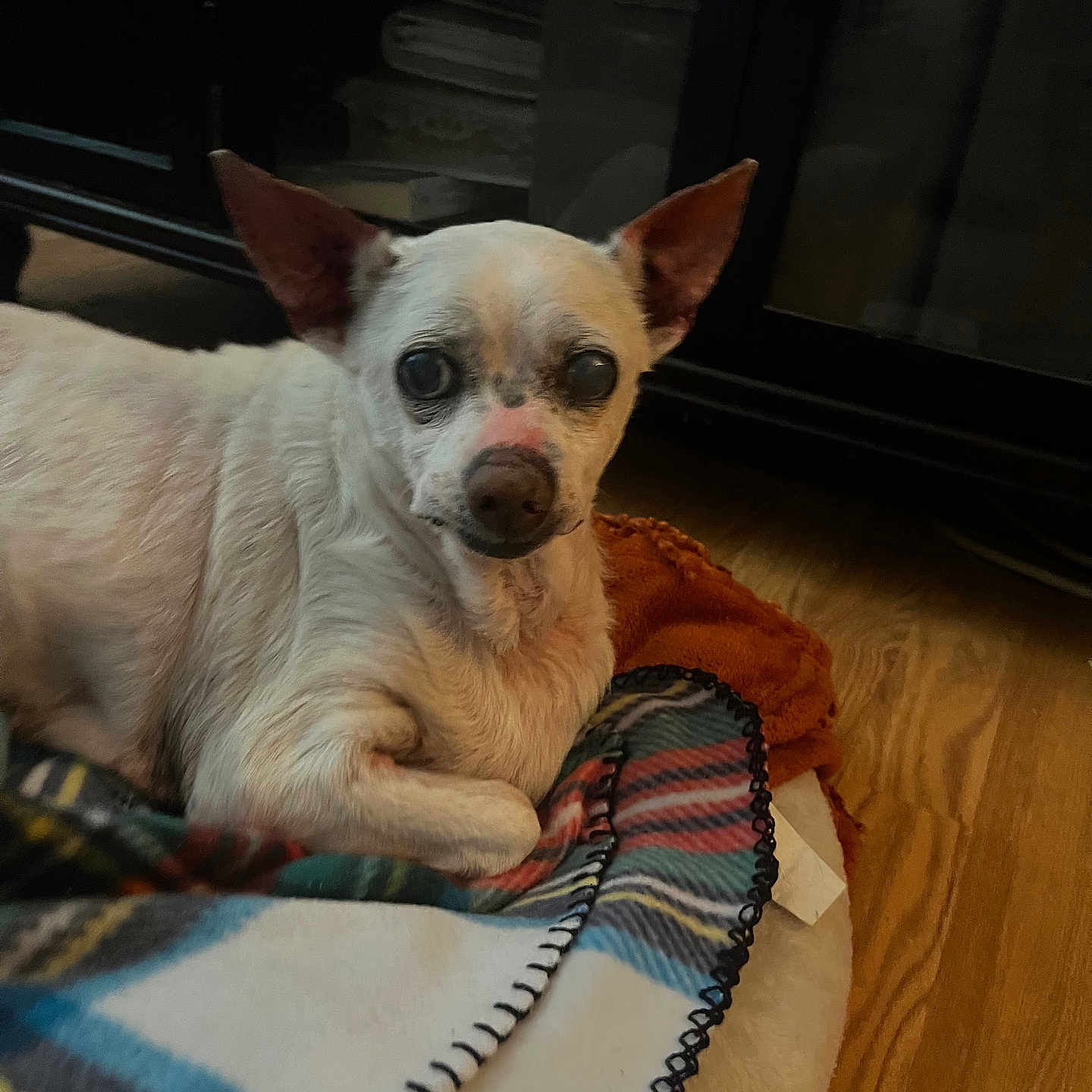 Charlie joined the competition — help win amazing prizes! animal, blanket, canine, chihuahua, couch, cushion, dog, eskimodog, furniture, hardwood, homedecor, hound, indoors, interiordesign, pet, plywood, puppy, terrier, towel, wood