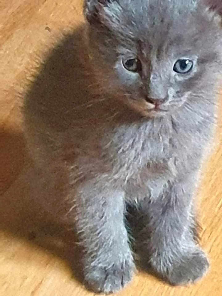 Athena