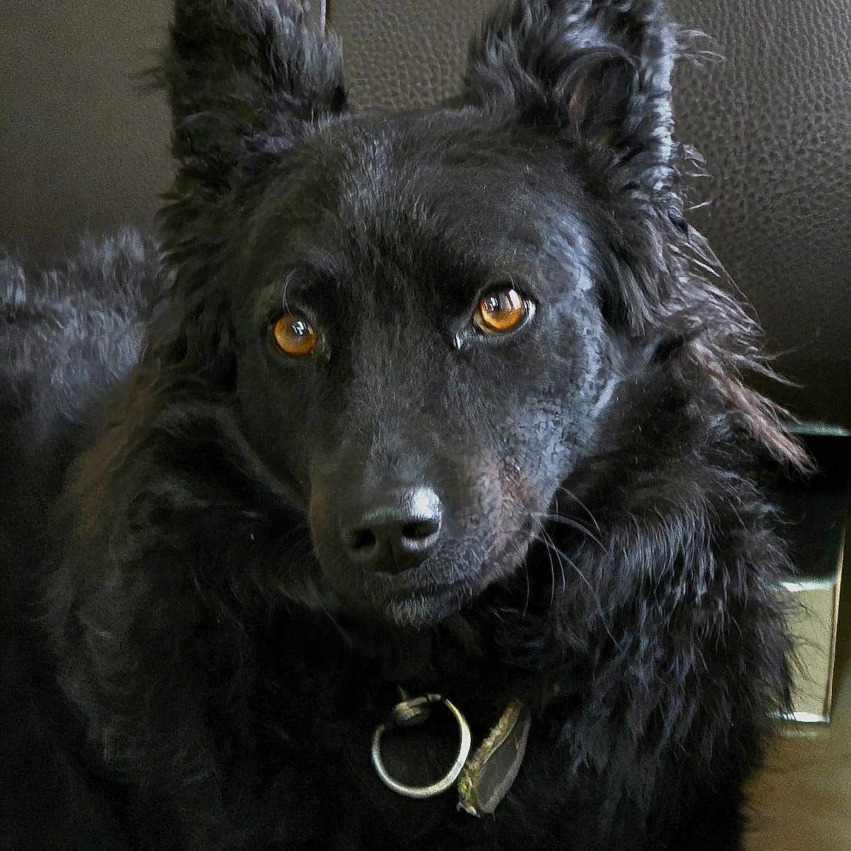 Snjezana Hajder participe au concours pour gagner de l'argent avec cette photo : amber_eyes, animal, black_dog, close_up, collar, cute, dog, domestic_animal, ears, eyes, face, fur, furry, indoor, leather, looking, mammal, pet, portrait, resting