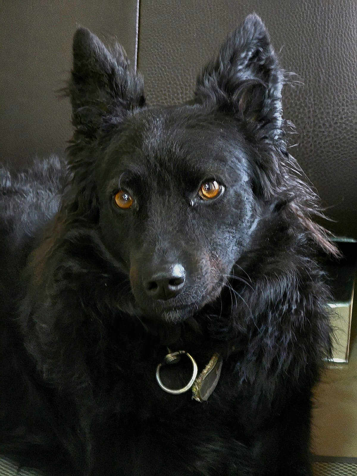 Snjezana Hajder participe au concours pour gagner de l'argent avec cette photo : dog, black_dog, amber_eyes, fur, close_up, pet, animal, portrait, indoor, leather, resting, collar, ears, cute, mammal, face, looking, eyes, furry, domestic_animal