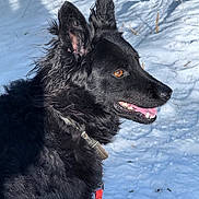 Snjezana Hajder a rejoint le concours — aidez-le/la à gagner de superbes lots ! dog, black_dog, snow, outdoor, animal, pet, fur, leash, canine, winter, portrait, muzzle, ears, collar, happy, bright_eyes, side_view, nature, daylight, tongue