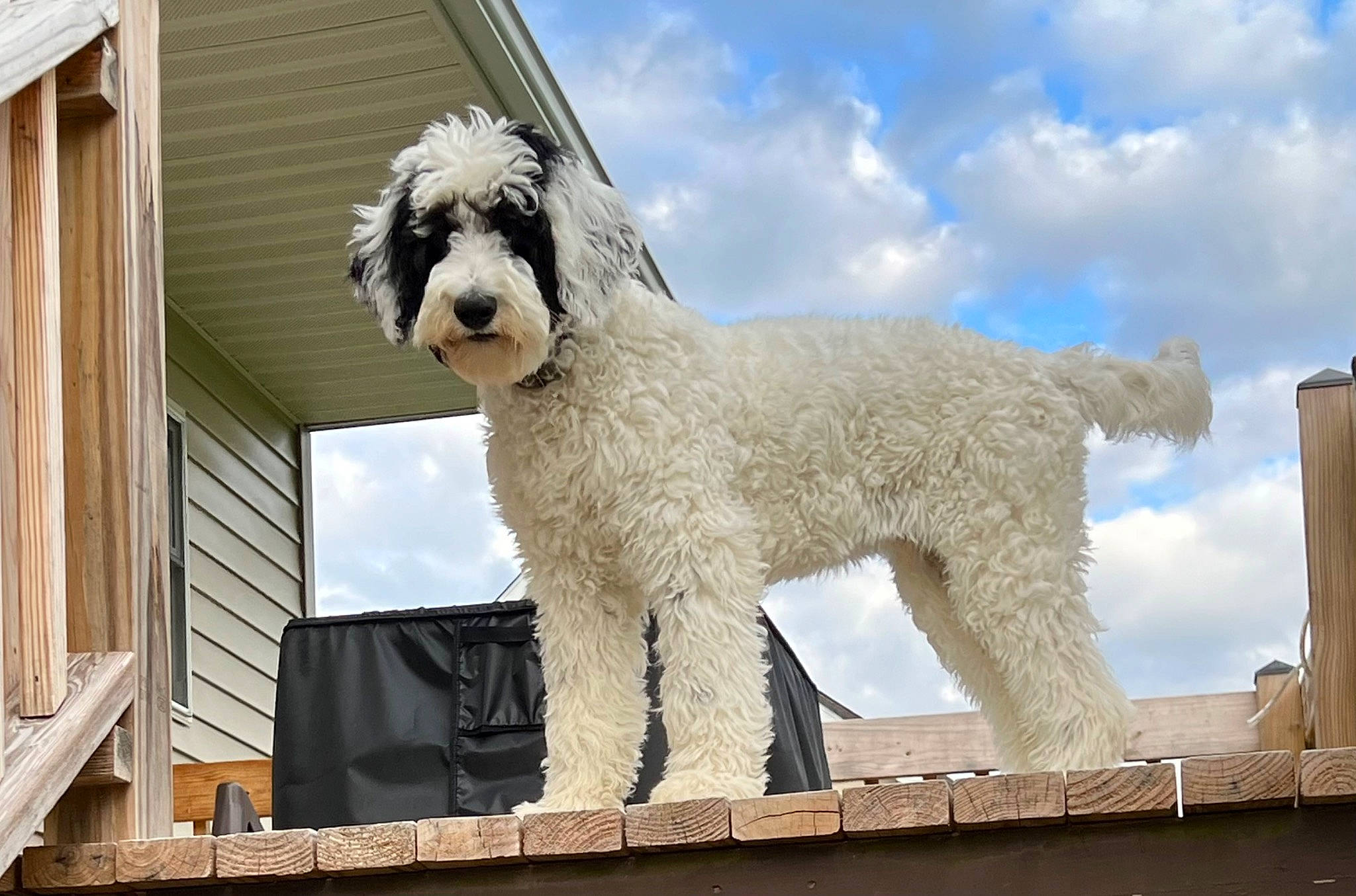 Sir Winston is registered to the contest to win money with this photo: building, carnivore, cloud, companion_dog, cumulus, curtain, dog, dog_breed, fur, giant_dog_breed, sheep, sky, snout, sporting_group, standard_poodle, terrier, toy_dog, tree, water_dog, window