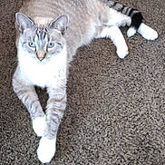 Lucy is registered to the contest to win money with this photo: alert, animal, blue_eyes, carpet, cat, cute, domestic_animal, feline, indoor, kitten, long_tail, lying_down, paws, pet, portrait, relaxed, striped_fur, tabby, whiskers, white_fur