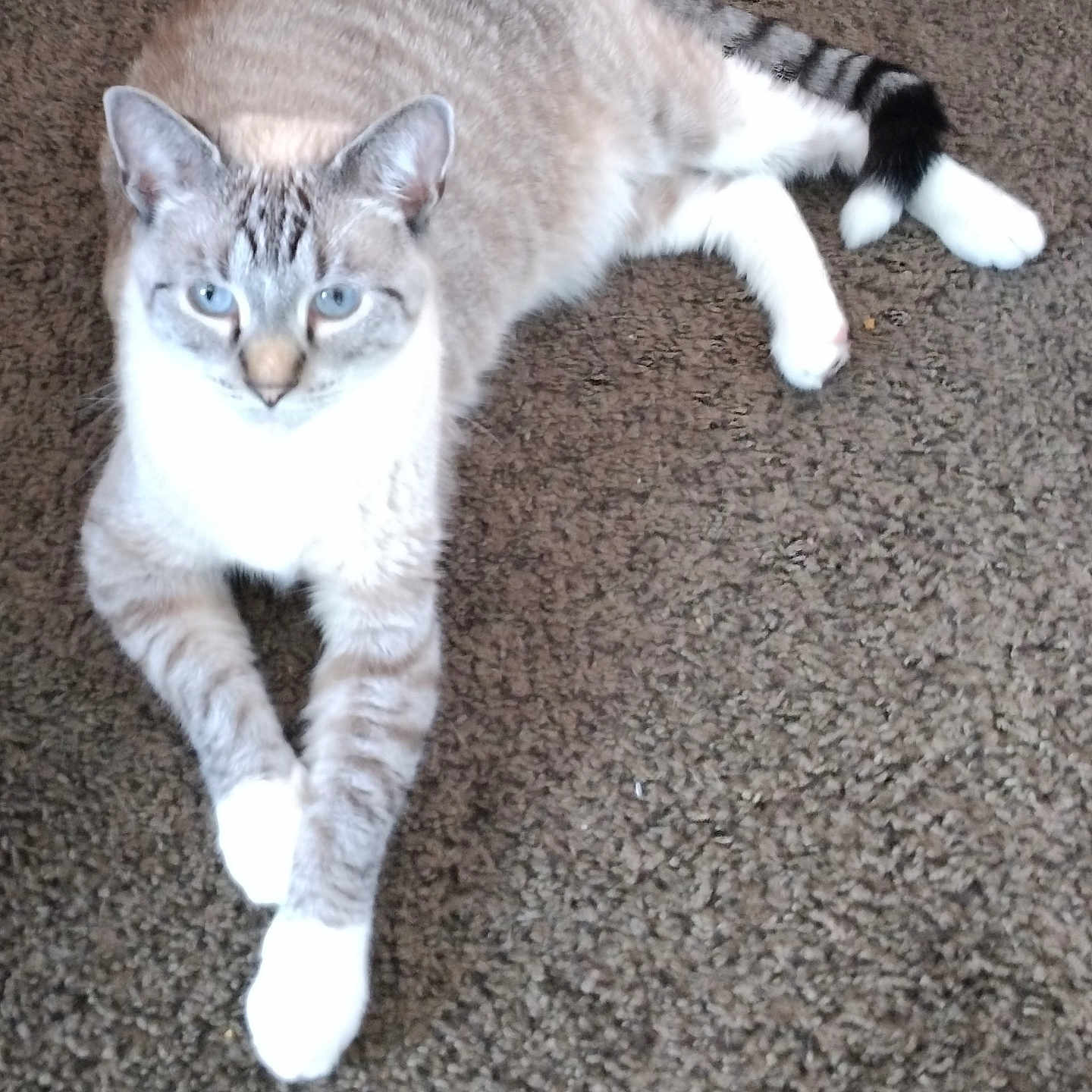 Lucy