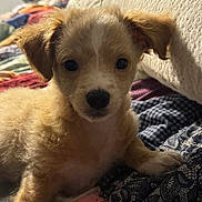 Scrappy joined the competition — help win amazing prizes! puppy, dog, pet, cute, fluffy, indoor, bed, quilt, fabric, cushion, animal, young, fur, ears, nose, paw, resting, closeup, portrait, cozy