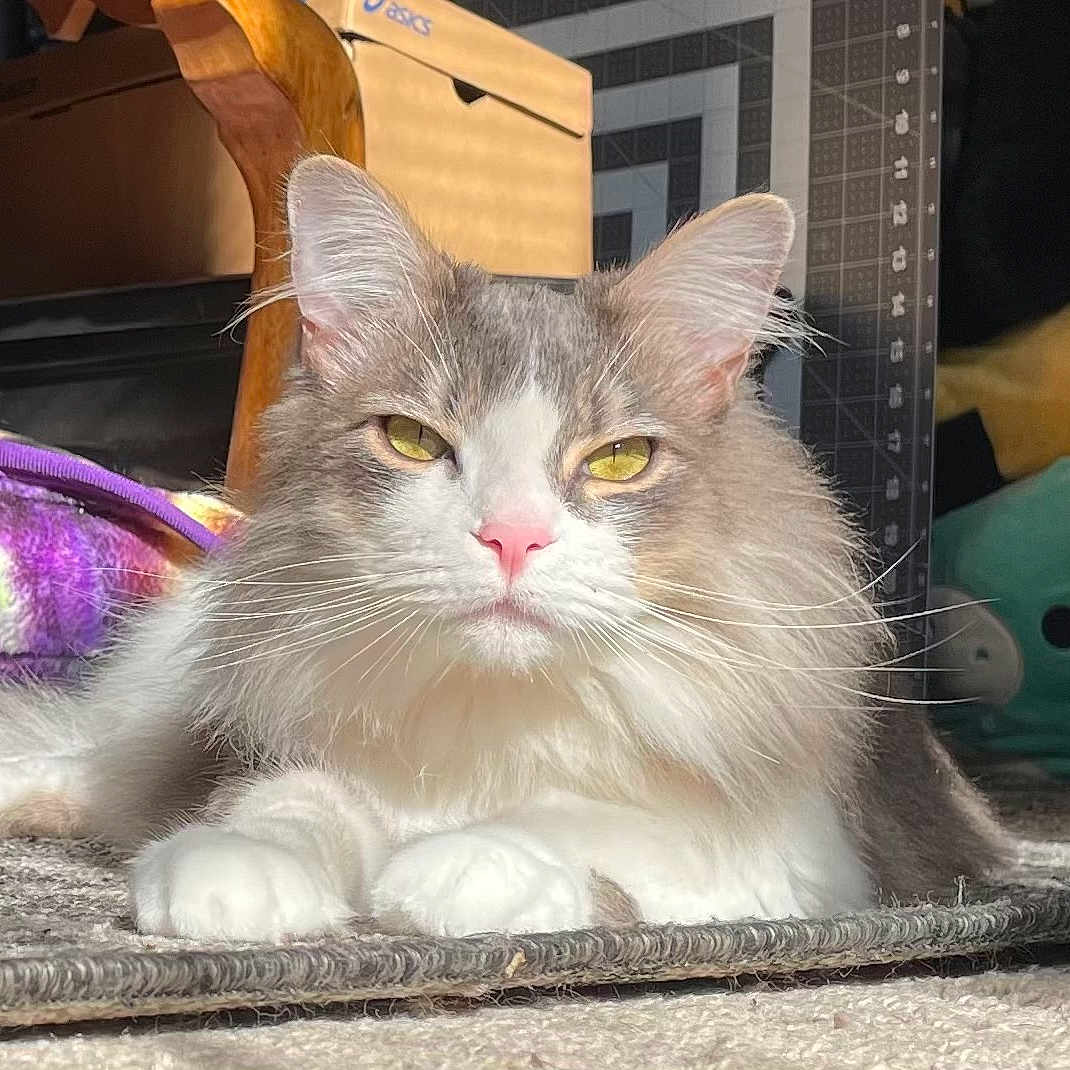 Sammy is registered to the contest to win money with this photo: abyssinian, angora, animal, bird, box, cat, chair, computer, couch, electronics, furniture, head, indoors, kitten, manx, pc, penguin, person, pet, siamese