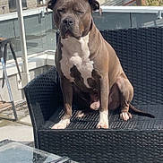 Guizmo participe au concours pour gagner de l'argent avec cette photo : dog, pit_bull, pet, animal, sitting, chair, patio, balcony, outdoor, rooftop, urban, neighborhood, red_roofs, glass_railing, furniture, sunlight, brown_dog, white_chest, portrait, relaxed