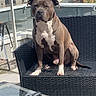 dog, pit_bull, pet, animal, sitting, chair, patio, balcony, outdoor, rooftop, urban, neighborhood, red_roofs, glass_railing, furniture, sunlight, brown_dog, white_chest, portrait, relaxed
