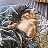 animal, bed, blanket, chihuahua, comfort, cozy, cute, dog, domestic_pet, fur, fur_texture, indoor, nap, patterned_blanket, peaceful, pet, relaxation, resting, sleeping, small_dog