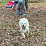 animal, autumn, blurred_background, child, children, daytime, dog, dry_leaves, footwear, grass, nature, outdoor, pants, pet, play, road, running, shirt, toy_truck, white_dog