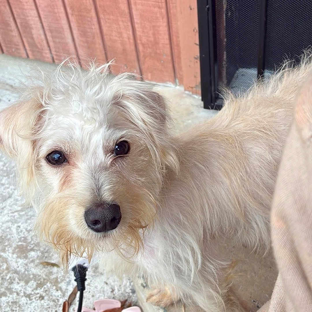 Willow joined the competition — help win amazing prizes! animal, close_up, concrete, curious, cute, dog, ears, fur, furry, hair_clip, leaves, looking_up, nose, outdoor, paw, pet, porch, scruffy, side_view, small_dog