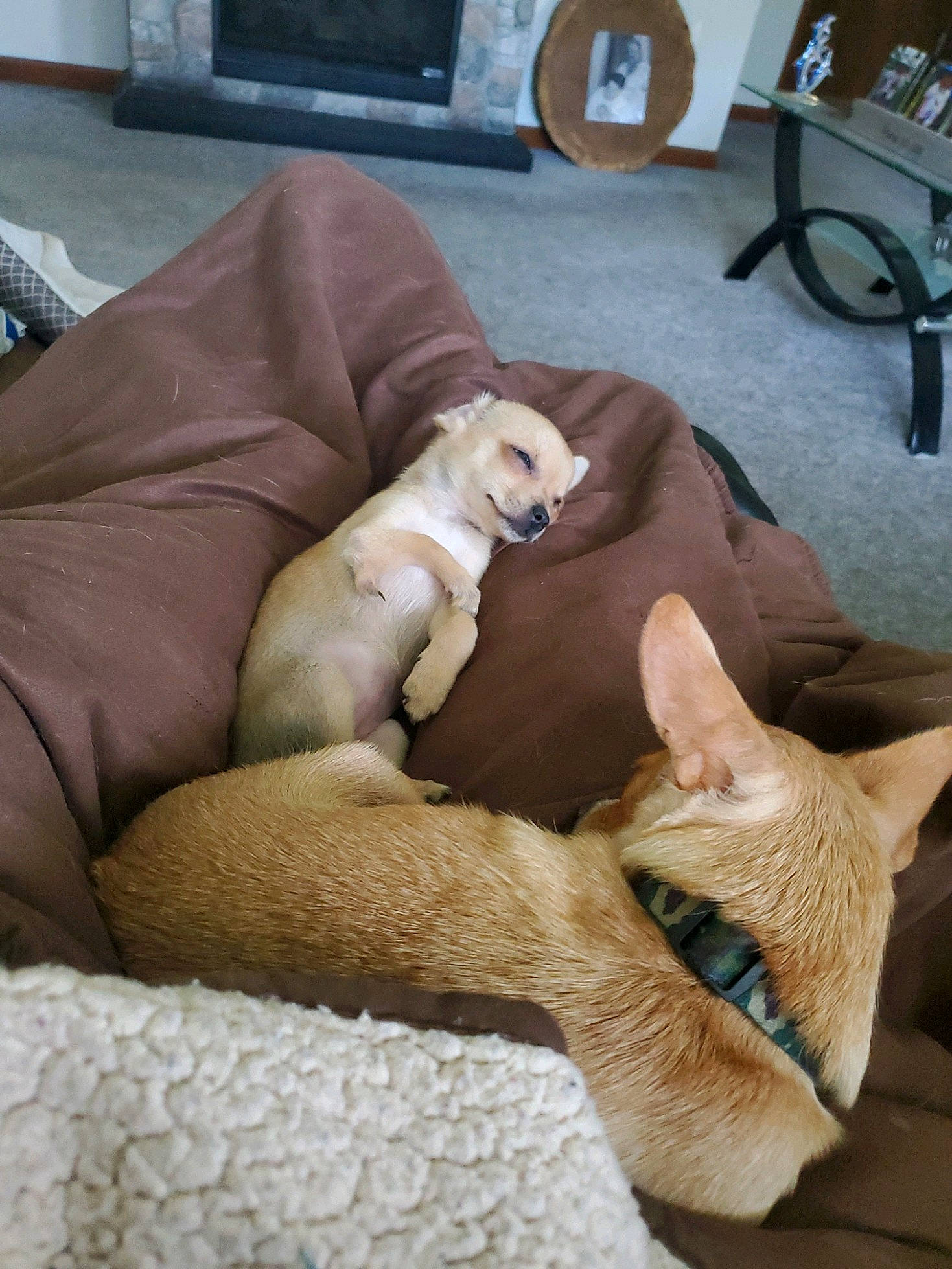 Marti joined the competition — help win amazing prizes! canidae, carnivore, comfort, companion_dog, dog, dog_breed, dog_supply, fawn, felidae, flooring, fur, pet_supply, room, small_to_medium_sized_cats, snout, sporting_group, tail, terrestrial_animal, wood, working_animal