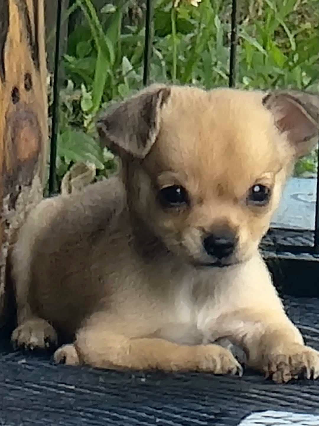 Marti joined the competition — help win amazing prizes! canidae, carnivore, chihuahua, companion_dog, dog, dog_breed, dog_supply, fawn, fur, non_sporting_group, plant, puppy, snout, sporting_group, terrestrial_animal, toy_dog, whiskers, wildlife, working_animal