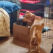 Chubs joined the competition — help win amazing prizes! dog, cardboard_box, floor, indoor, pet_pen, plastic_container, blanket, furniture, wooden_floor, curious, animal, brown_dog, household, storage, red_lid, container, room, sniffing, collar, pet