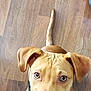 dog, tan_dog, pet, puppy, wooden_floor, ears, tail, looking_up, cute, canine, indoor, animal, domestic_animal, fur, collar, nose, eyes, sitting, paw, flooring