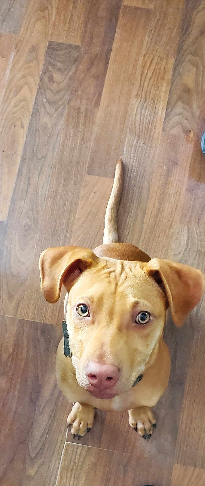 Chubs joined the competition — help win amazing prizes! dog, tan_dog, pet, puppy, wooden_floor, ears, tail, looking_up, cute, canine, indoor, animal, domestic_animal, fur, collar, nose, eyes, sitting, paw, flooring
