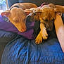 Chubs is registered to the contest to win money with this photo: dog, sleeping, couch, blanket, arm, indoor, resting, pet, brown_dog, companion, relaxing, cozy, puppy, fur, canine, domestic_animal, snuggle, comfort, household, quiet