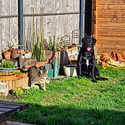 Swinnie a rejoint le concours — aidez-le/la à gagner de superbes lots ! dog, cat, grass, garden, potted_plants, wooden_fence, garden_shed, sunlight, outdoor, pet, tabby_cat, black_dog, nature, animal, yard, plants, daytime, tongue_out, relaxed, curious