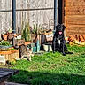 dog, cat, grass, garden, potted_plants, wooden_fence, garden_shed, sunlight, outdoor, pet, tabby_cat, black_dog, nature, animal, yard, plants, daytime, tongue_out, relaxed, curious