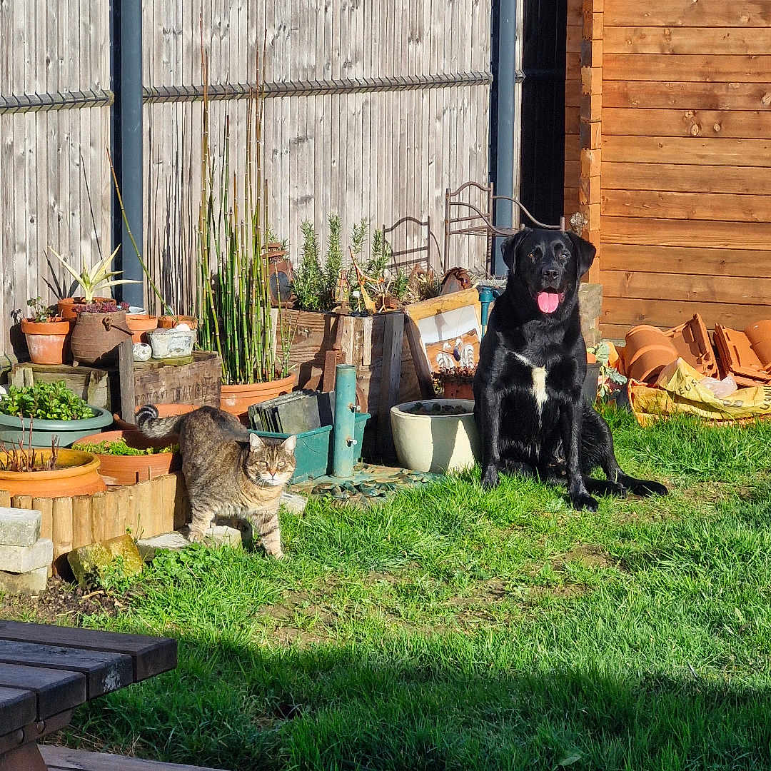 Swinnie a rejoint le concours — aidez-le/la à gagner de superbes lots ! dog, cat, grass, garden, potted_plants, wooden_fence, garden_shed, sunlight, outdoor, pet, tabby_cat, black_dog, nature, animal, yard, plants, daytime, tongue_out, relaxed, curious