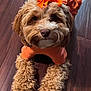 adorable, animal, companion, curly_fur, cute, dog, domestic_animal, expression, fluffy, friendly, fur, indoor, looking_up, orange_bow, orange_clothing, paws, pet, portrait, small_dog, wooden_floor