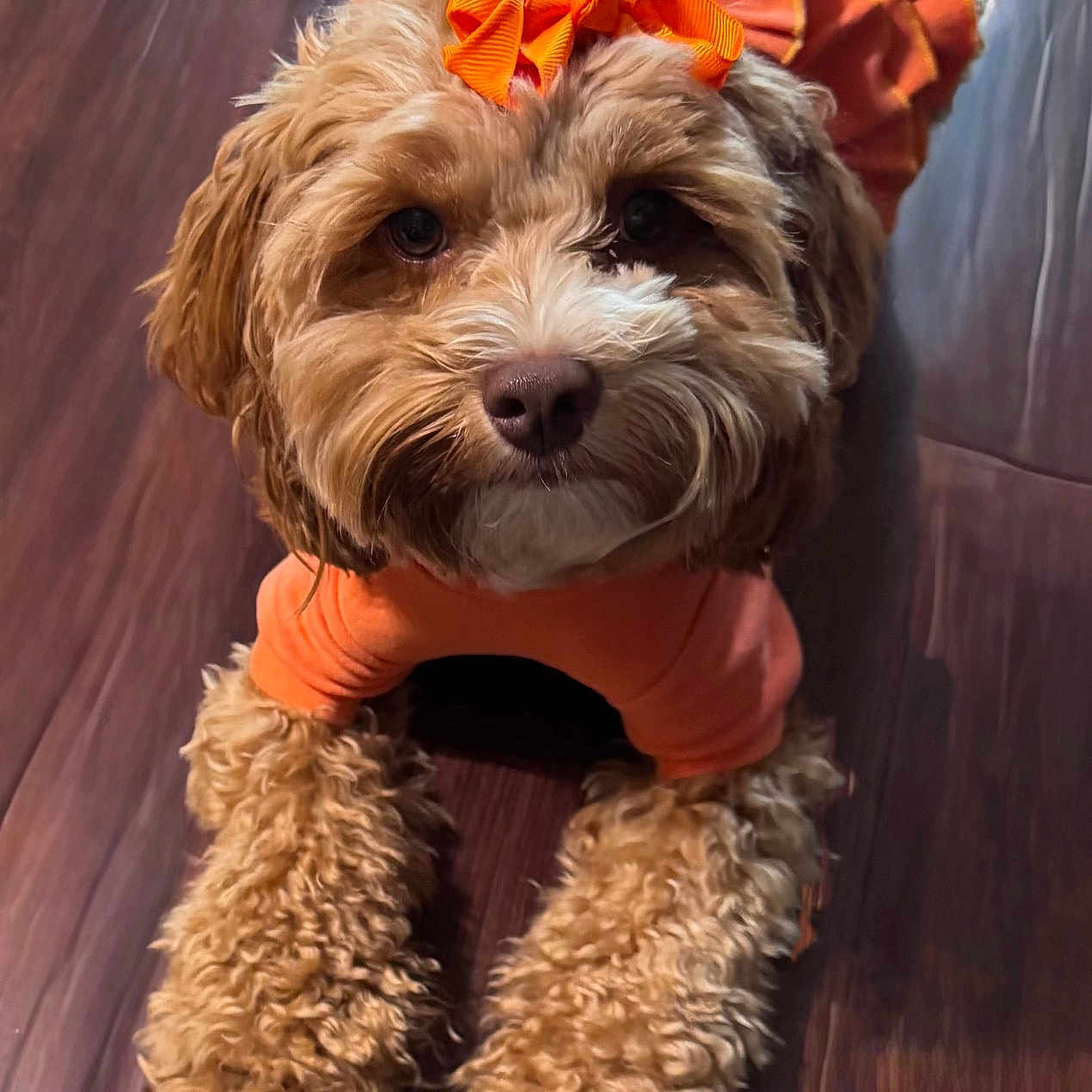 Sasha joined the competition — help win amazing prizes! adorable, animal, companion, curly_fur, cute, dog, domestic_animal, expression, fluffy, friendly, fur, indoor, looking_up, orange_bow, orange_clothing, paws, pet, portrait, small_dog, wooden_floor