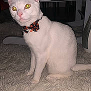 Apollo joined the competition — help win amazing prizes! cat, white_cat, bow_tie, indoor, carpet, fluffy_carpet, pet, animal, yellow_eyes, sitting, curious, feline, collar, cute, domestic_cat, furniture, floor, looking_away, close_up, household
