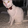 cat, white_cat, bow_tie, indoor, carpet, fluffy_carpet, pet, animal, yellow_eyes, sitting, curious, feline, collar, cute, domestic_cat, furniture, floor, looking_away, close_up, household