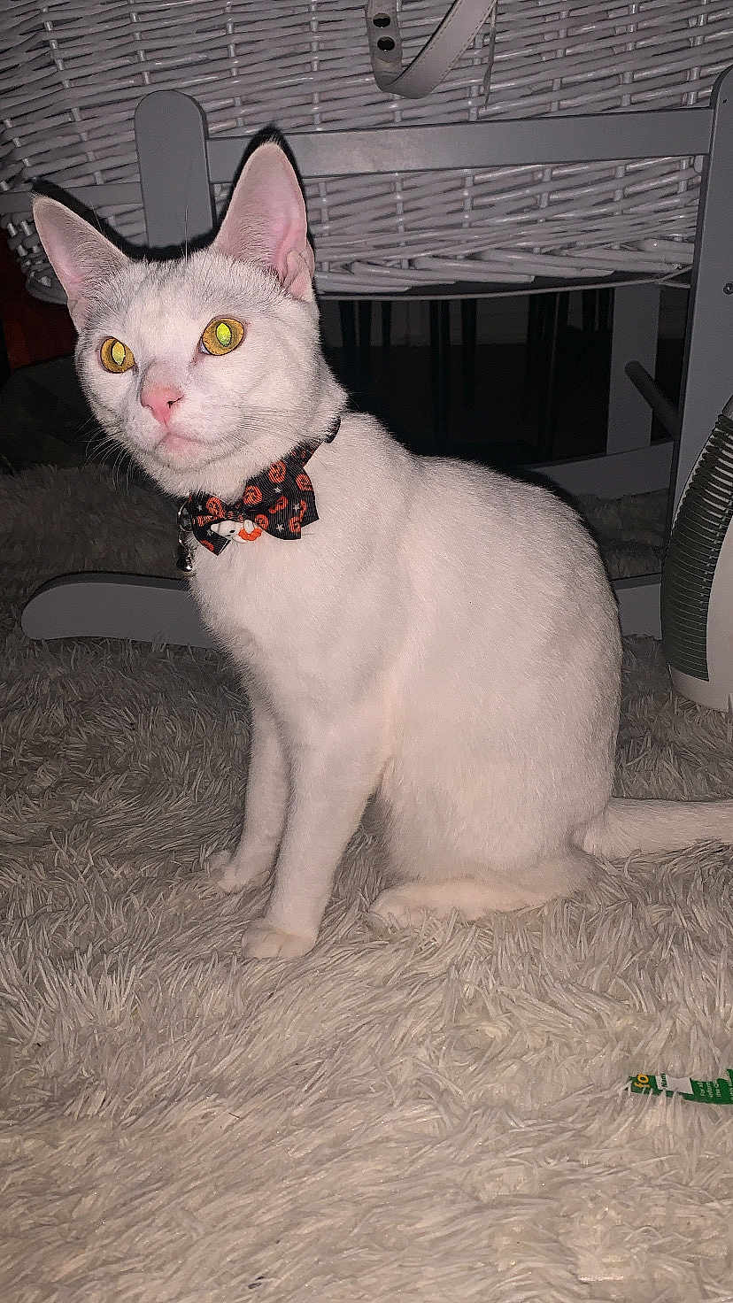 Apollo joined the competition — help win amazing prizes! cat, white_cat, bow_tie, indoor, carpet, fluffy_carpet, pet, animal, yellow_eyes, sitting, curious, feline, collar, cute, domestic_cat, furniture, floor, looking_away, close_up, household