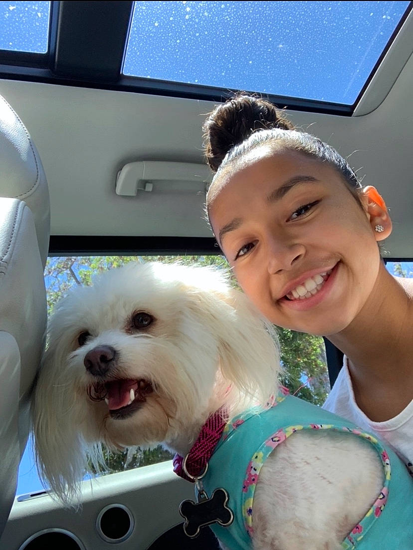 Coco joined the competition — help win amazing prizes! bichon, canidae, carnivore, companion_dog, coton_de_tulear, dog, dog_breed, havanese, maltepoo, maltese, mammal, morkie, non_sporting_group, nose, photography, puppy_love, smile, toy_dog, west_highland_white_terrier