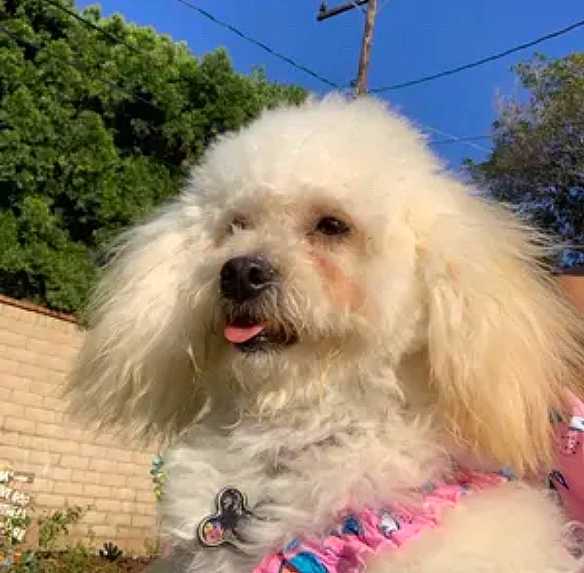 Zara Bara joined the competition — help win amazing prizes! bichon, bichon_frise, bolognese, bolonka, canidae, carnivore, companion_dog, coton_de_tulear, dog, dog_breed, havanese, maltepoo, maltese, mammal, miniature_poodle, poodle, snout, terrier, toy_poodle, vertebrate