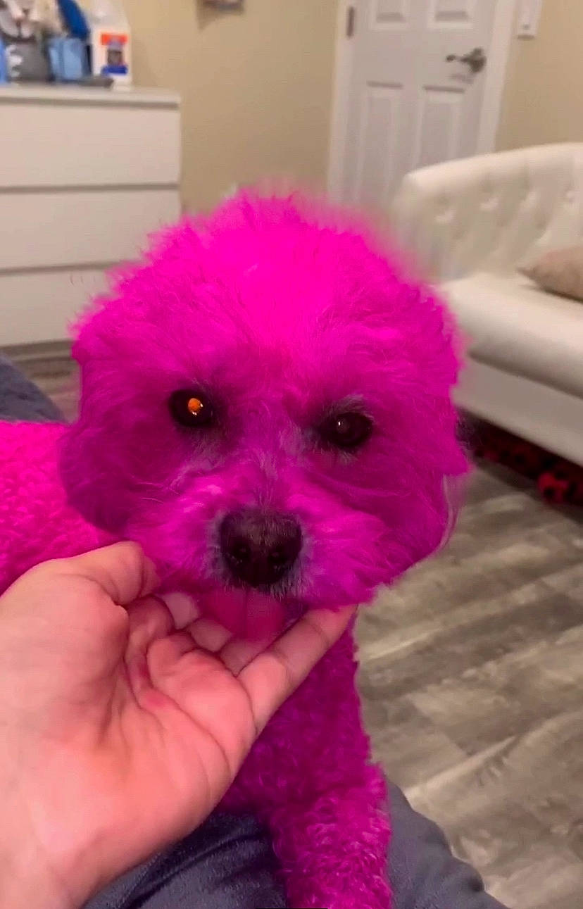 Zara Bara is registered to the contest to win money with this photo: bichon, bichon_frise, canidae, carnivore, companion_dog, dog, dog_breed, fur, maltepoo, maltese, mammal, miniature_poodle, morkie, non_sporting_group, pink, poodle, puppy, schnoodle, toy_dog, toy_poodle