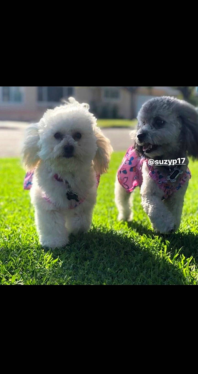 Zara Bara is registered to the contest to win money with this photo: bichon_frise, bolognese, bolonka, canidae, carnivore, cockapoo, companion_dog, dog, dog_breed, grass, maltepoo, mammal, miniature_poodle, non_sporting_group, poodle, poodle_crossbreed, puppy, standard_poodle, toy_poodle, vertebrate