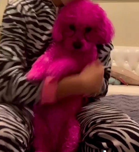 Zara Bara joined the competition — help win amazing prizes! bichon, canidae, carnivore, companion_dog, dog, dog_breed, fur, magenta, morkie, non_sporting_group, pink, poodle, puppy, shih_tzu, toy_dog, toy_poodle