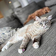 Mellow is registered to the contest to win money with this photo: cat, dog, couch, indoor, pet, relaxed, stretching, furniture, living_room, blurred_background, animal, companion, fur, whiskers, paw, domestic, cozy, resting, home, cute