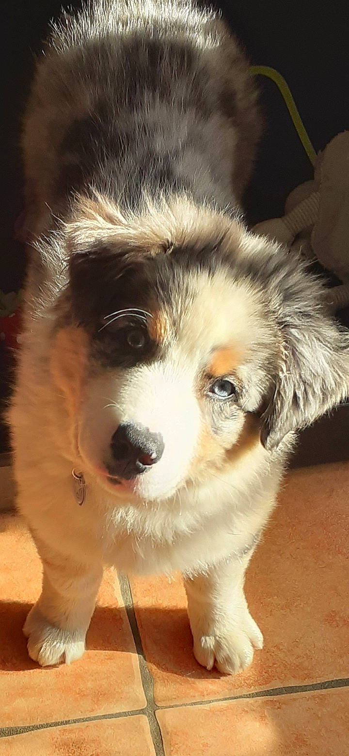 Rasta a rejoint le concours — aidez-le/la à gagner de superbes lots ! ancient_dog_breeds, australian_collie, bored, canidae, carnivore, companion_dog, dog, dog_breed, fawn, fur, herding_dog, miniature_australian_shepherd, puppy, sporting_group, terrestrial_animal, toy_dog, whiskers, working_animal, working_dog