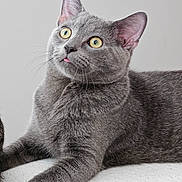 Daisy is registered to the contest to win money with this photo: animal, cat, close_up, curious, cute, domestic_cat, ears, feline, fur, grey_cat, indoor, looking_up, pet, portrait, relaxed, resting, soft_texture, tongue_out, whiskers, yellow_eyes