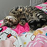 animal, bed, blanket, cat, cozy, cute, domestic_cat, door, feline, fur, indoor, pet, pink, relaxed, resting, sleepy, striped, tabby_cat, wall, whiskers