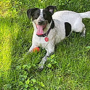 Sparkles joined the competition — help win amazing prizes! dog, black_and_white, grass, outdoor, happy, tongue_out, ball, playful, pet, collar, nature, sunlight, smiling, canine, animal, summer, greenery, lying_down, cheerful, friendly