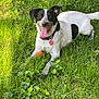 dog, black_and_white, grass, outdoor, happy, tongue_out, ball, playful, pet, collar, nature, sunlight, smiling, canine, animal, summer, greenery, lying_down, cheerful, friendly