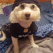 Sophie Rae joined the competition — help win amazing prizes! dog, small_dog, pet, hat, jersey, nfl_logo, raiders_logo, bed, blanket, pillow, bedding, bedroom, wooden_headboard, fur, big_eyes, nose, portrait, cute, sitting, indoor